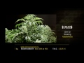 Kalashnikova - Green House Grow Sessions thumbnail