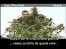 Green House Great White Shark Grow with Italian Subtitles thumbnail