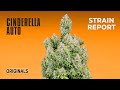 Cinderella auto| Originals | Strain Report | Fast Buds thumbnail