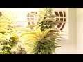 Auto Big Bang Divine Seeds Cannabis Indoor grow thumbnail