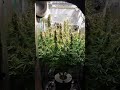 Auto Hindu Kush Divine Seeds Cannabis Indoor grow thumbnail