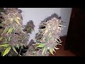 AK 47 XL Divine Seeds Cannabis Indoor grow  Miracle Gro thumbnail