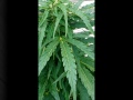 Spliff Seeds Contest - White Widow Autoflower 3 thumbnail